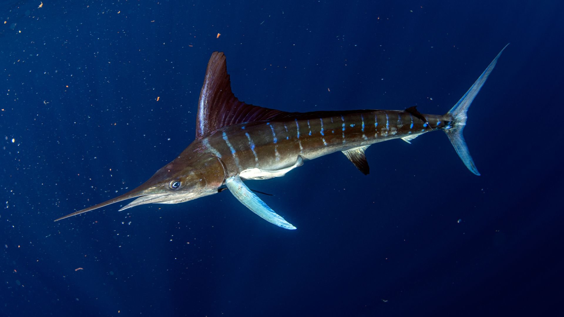 Marlin