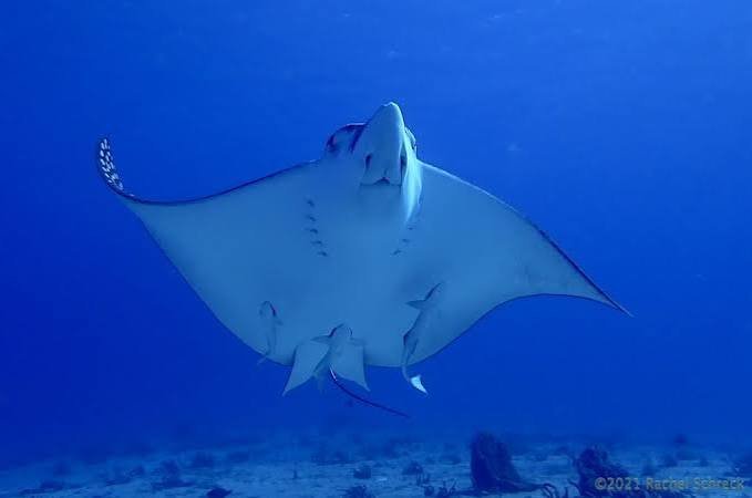 eagle ray cozumel 2.jpeg
