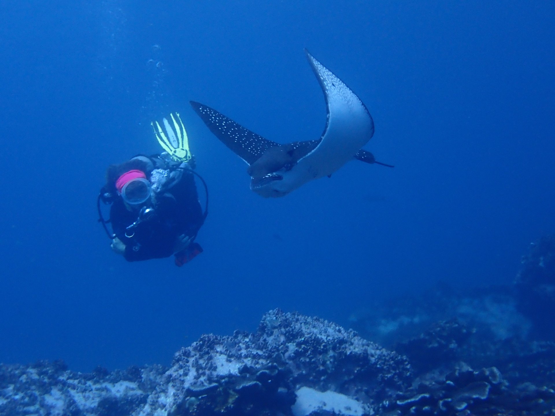 Águilas Malpelo 13.jpeg