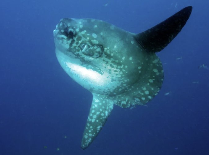 Mola Mola