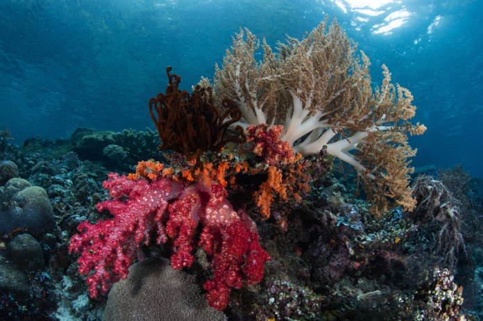 Komodo Coral 3.png