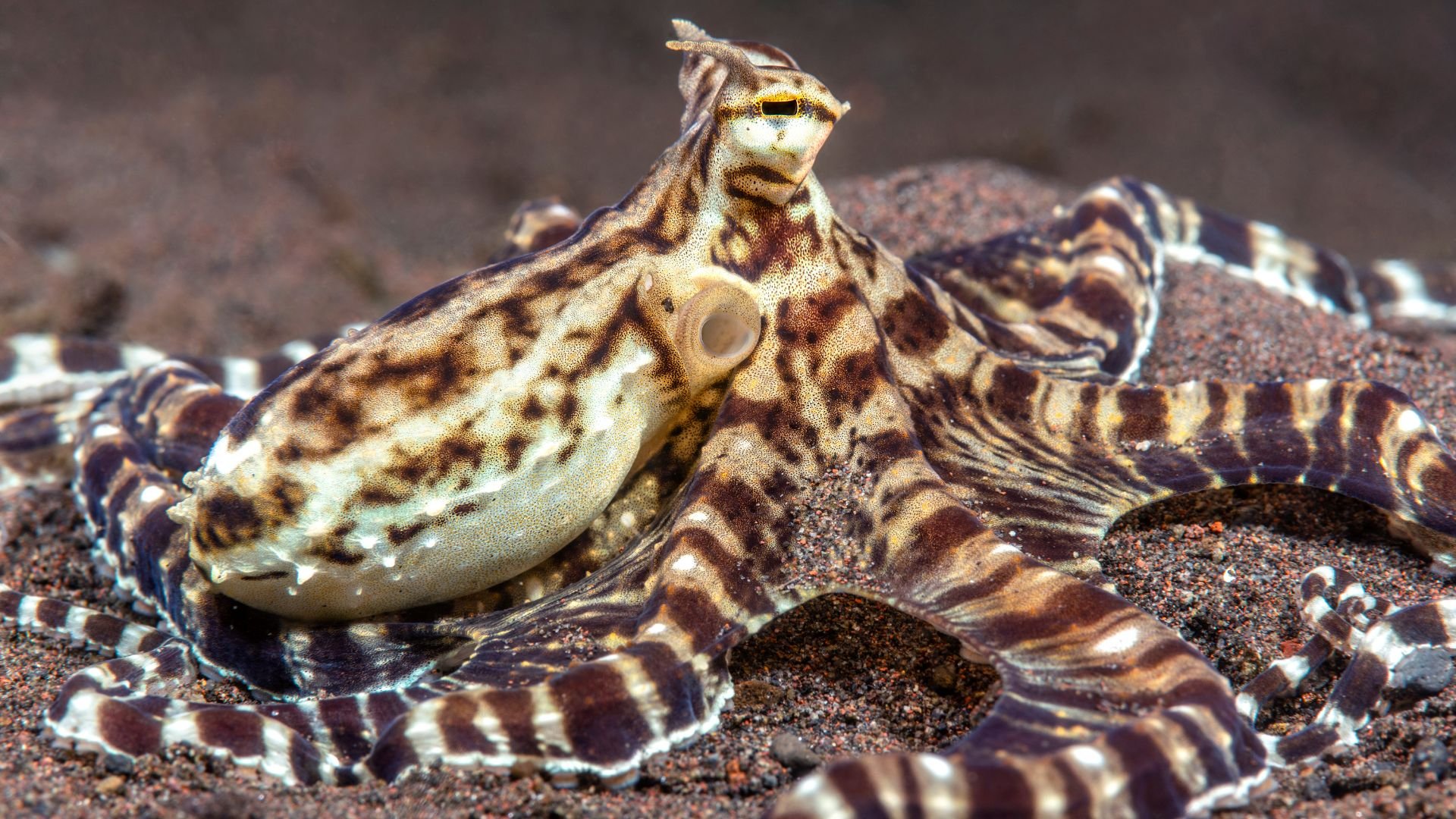 Pulpo mímico