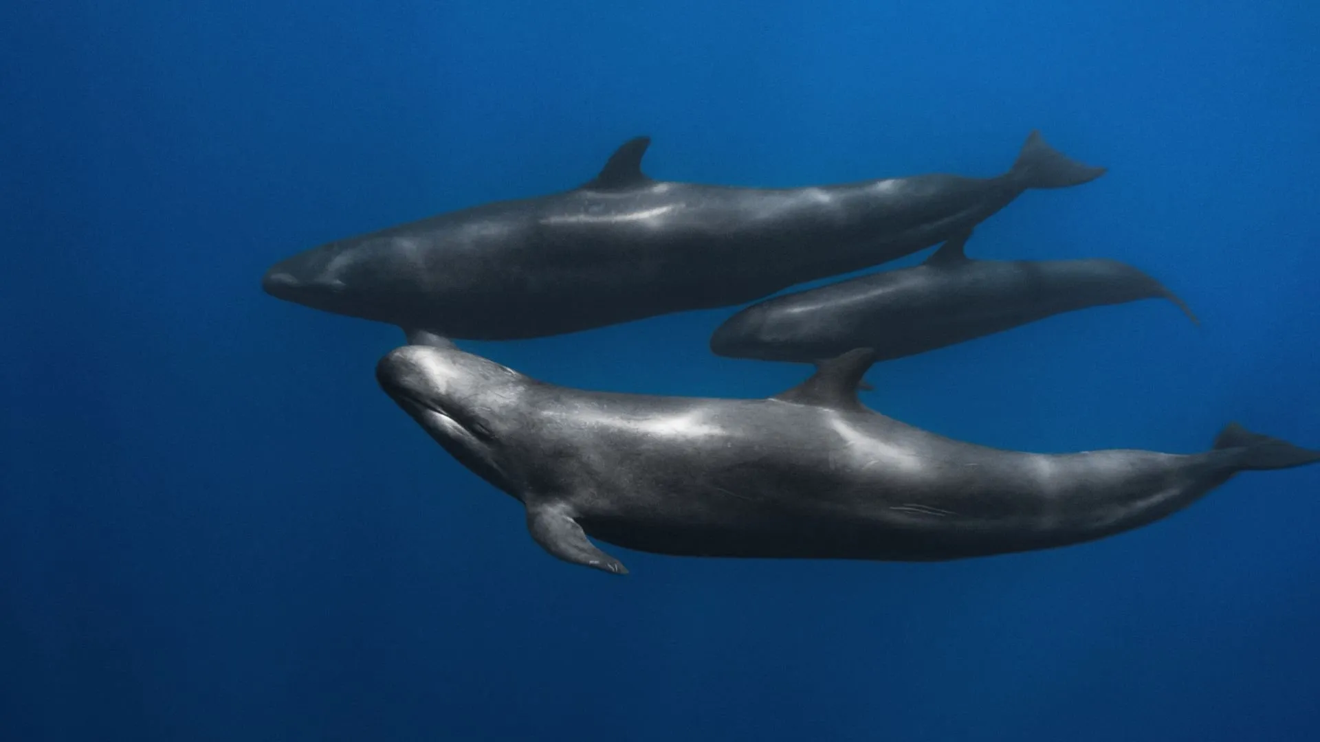 Falsa orca