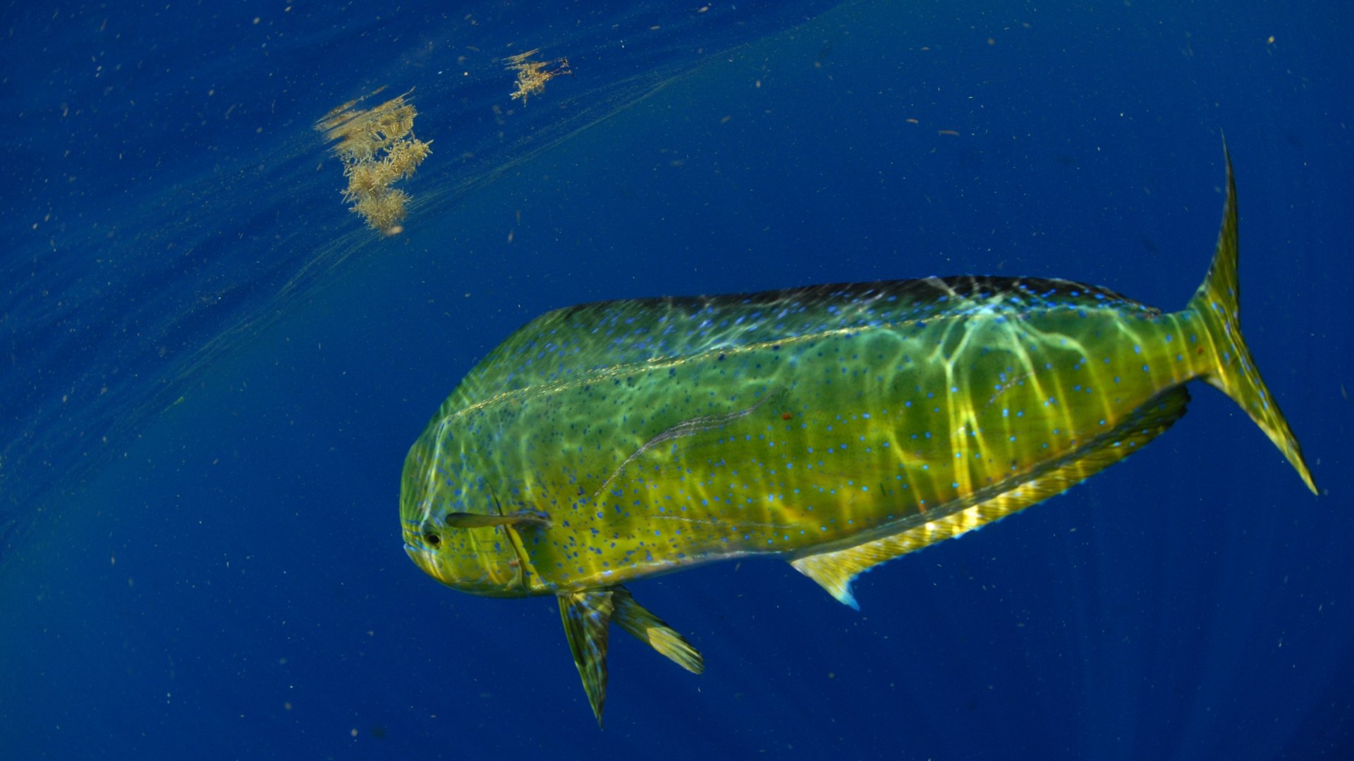 Mahi-mahi