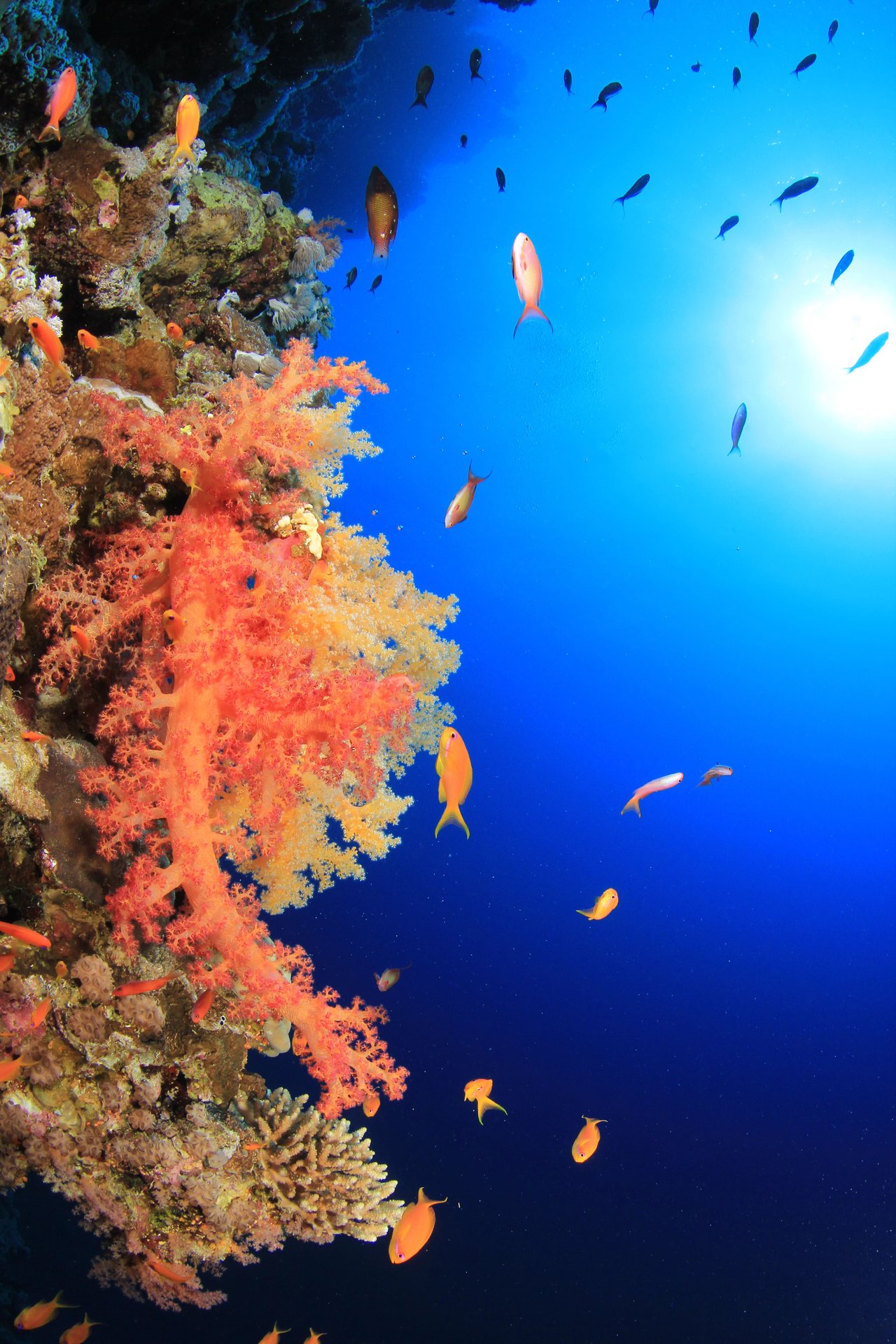colorful-red-soft-corals-on-blue-ocean-background-2026-03-26-00-45-29-utc.jpg