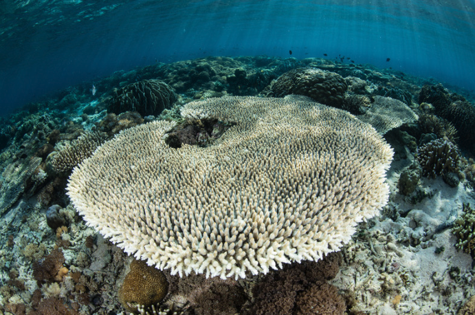 Komodo Coral 4.png