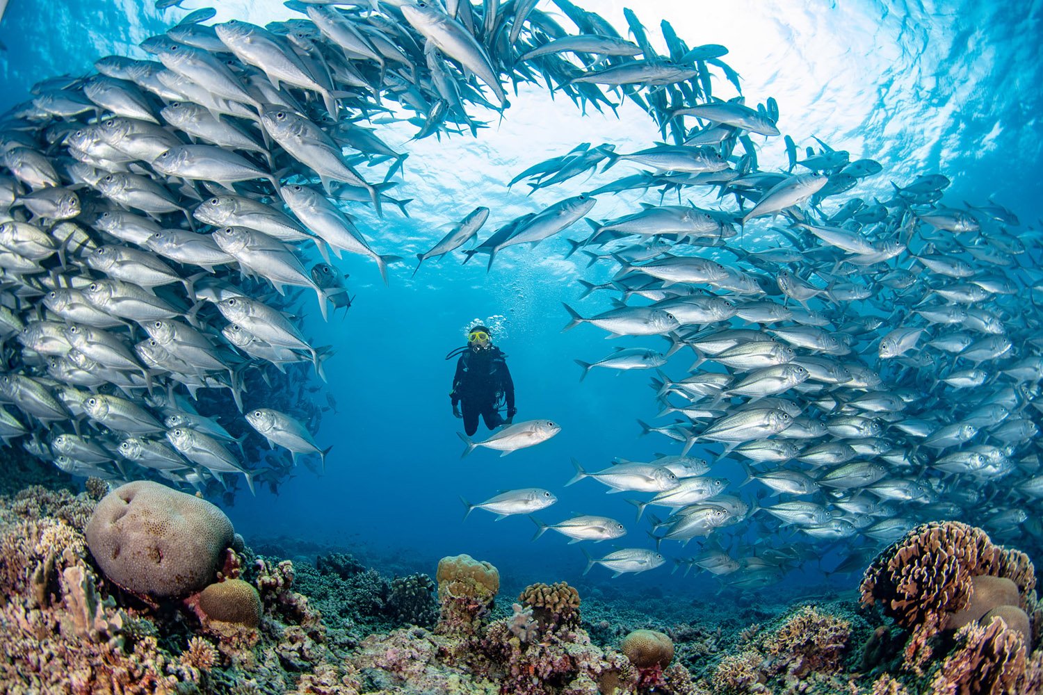 tubbataha-reef-102-diver-bait-fish.jpg