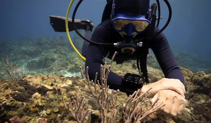 Cómo elegir un ordenador de buceo sin pagar por funciones que nunca utilizarás