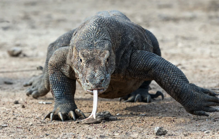Dragrón Komodo.png