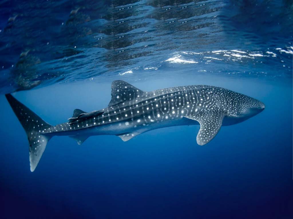 dolphin2.jpg