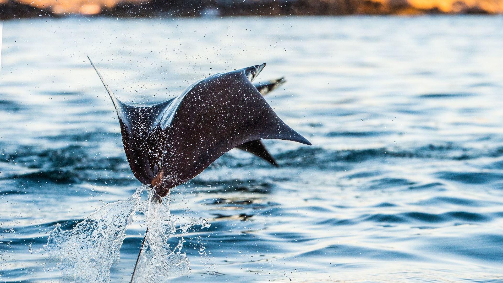 Mobula