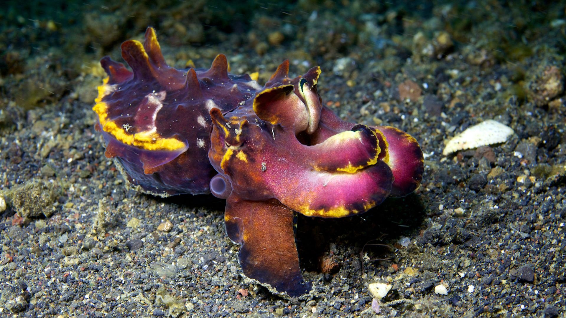 Sepia flamboyant