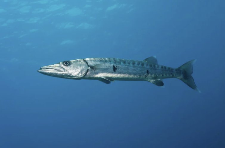 Barracuda.png