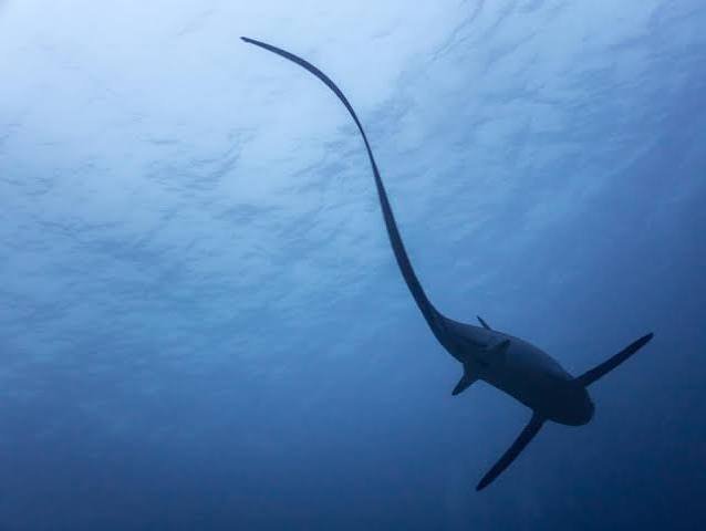 Tiburón zorro: la cola más extraordinaria del océano