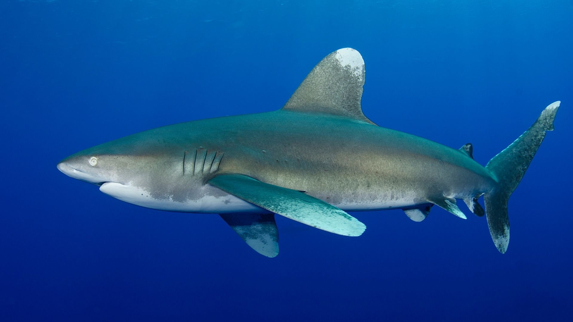 Tiburón Oceánico Puntas Blancas