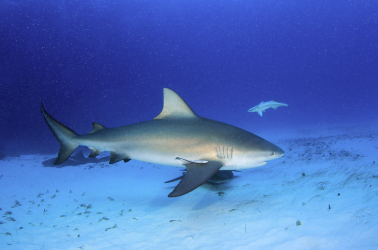 Tiburón Toro