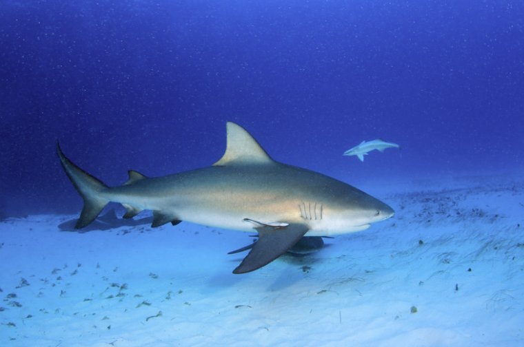 Tiburón Toro