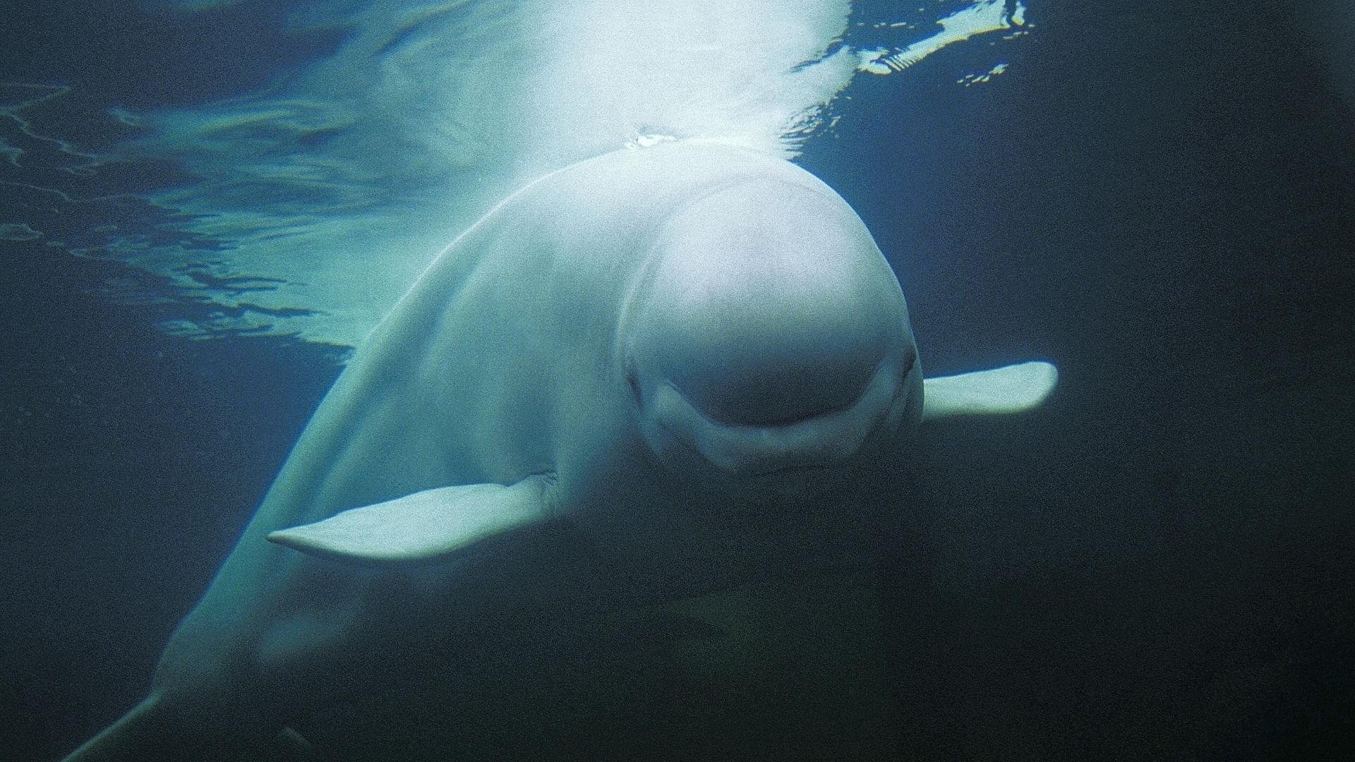Beluga