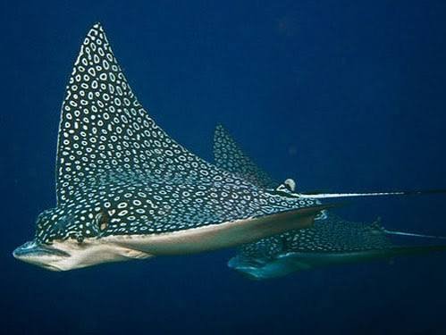 eagle ray cozumel.jpeg