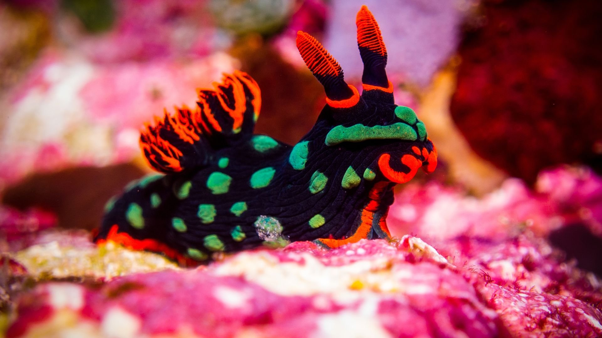 Nudibranquios
