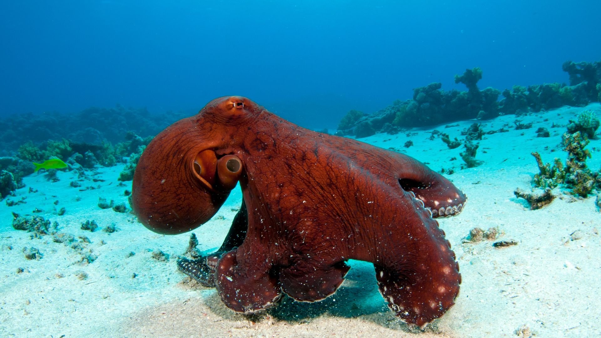 Pulpo