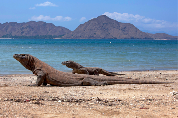 Buceo en Komodo: guía completa para descubrir uno de los grandes destinos de buceo del mundo