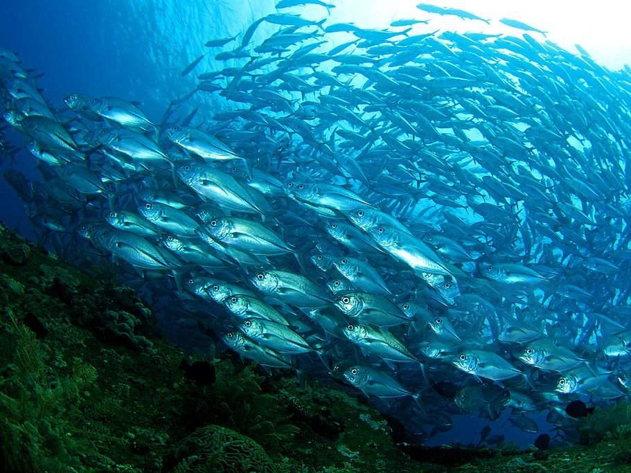 Raja Ampat Sardine Reef.jpg