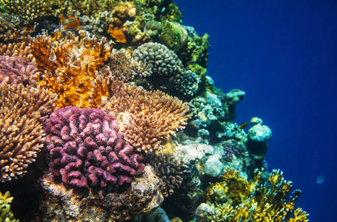 Komodo Coral 2.png