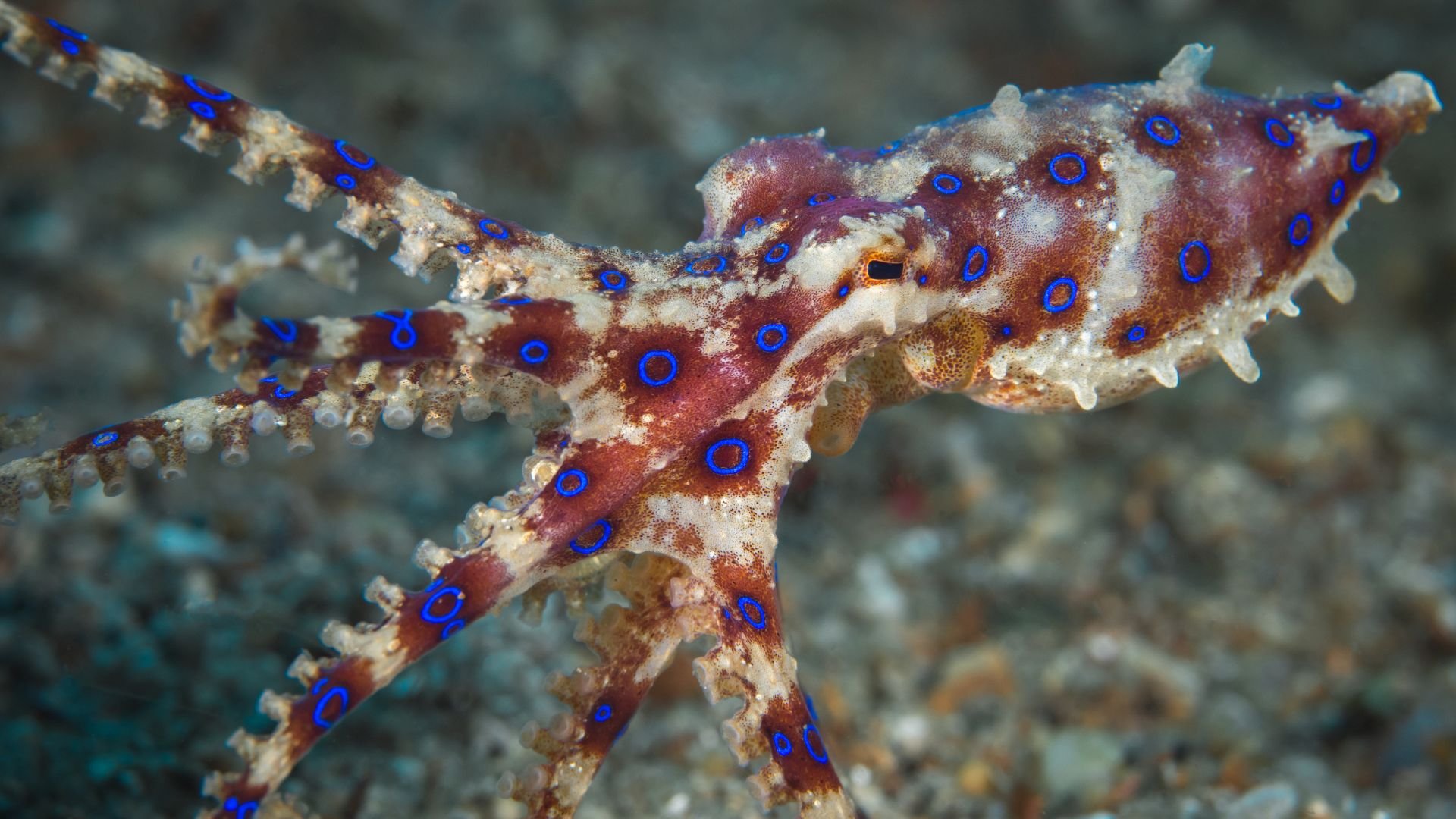 Pulpo de anillos azules