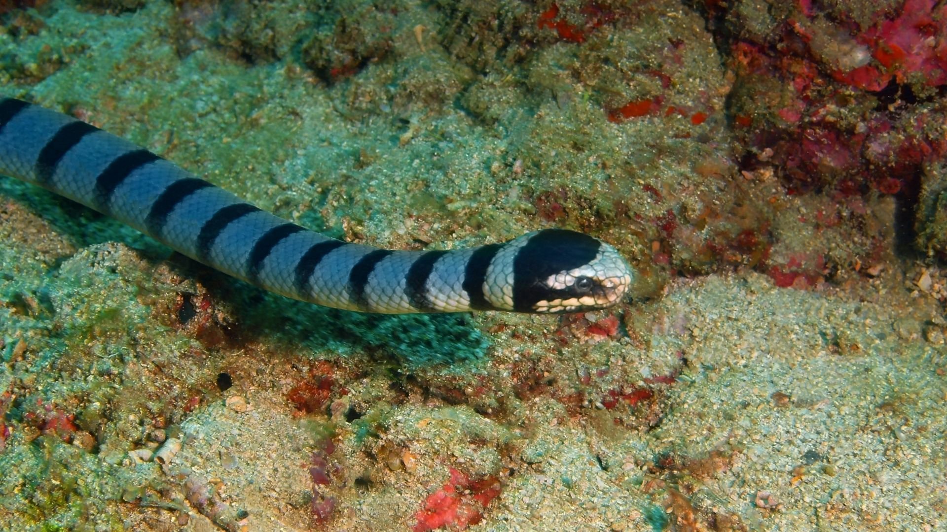 Serpiente marina