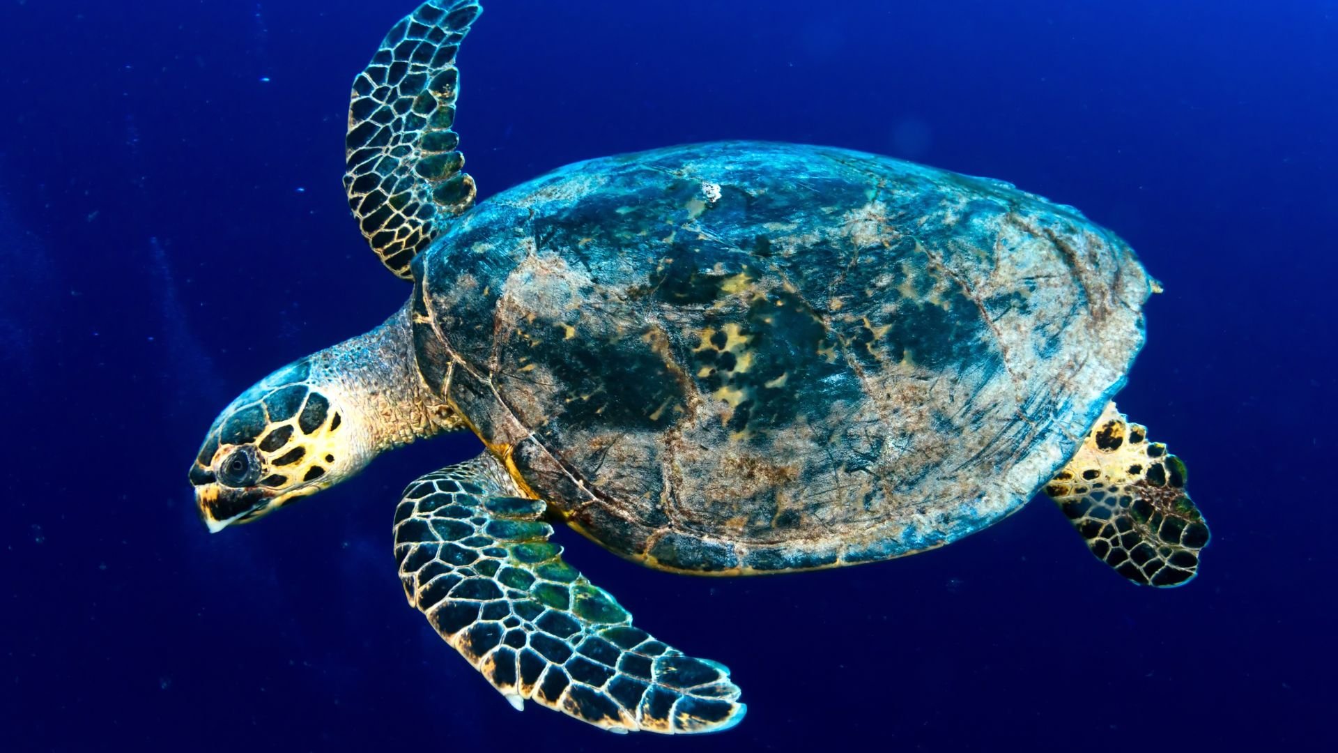 Tortuga carey