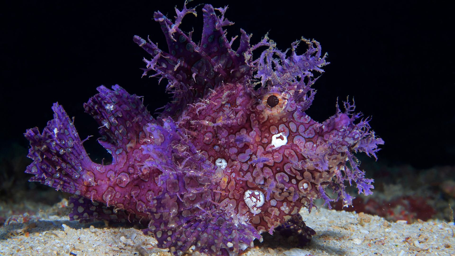 Rinopias