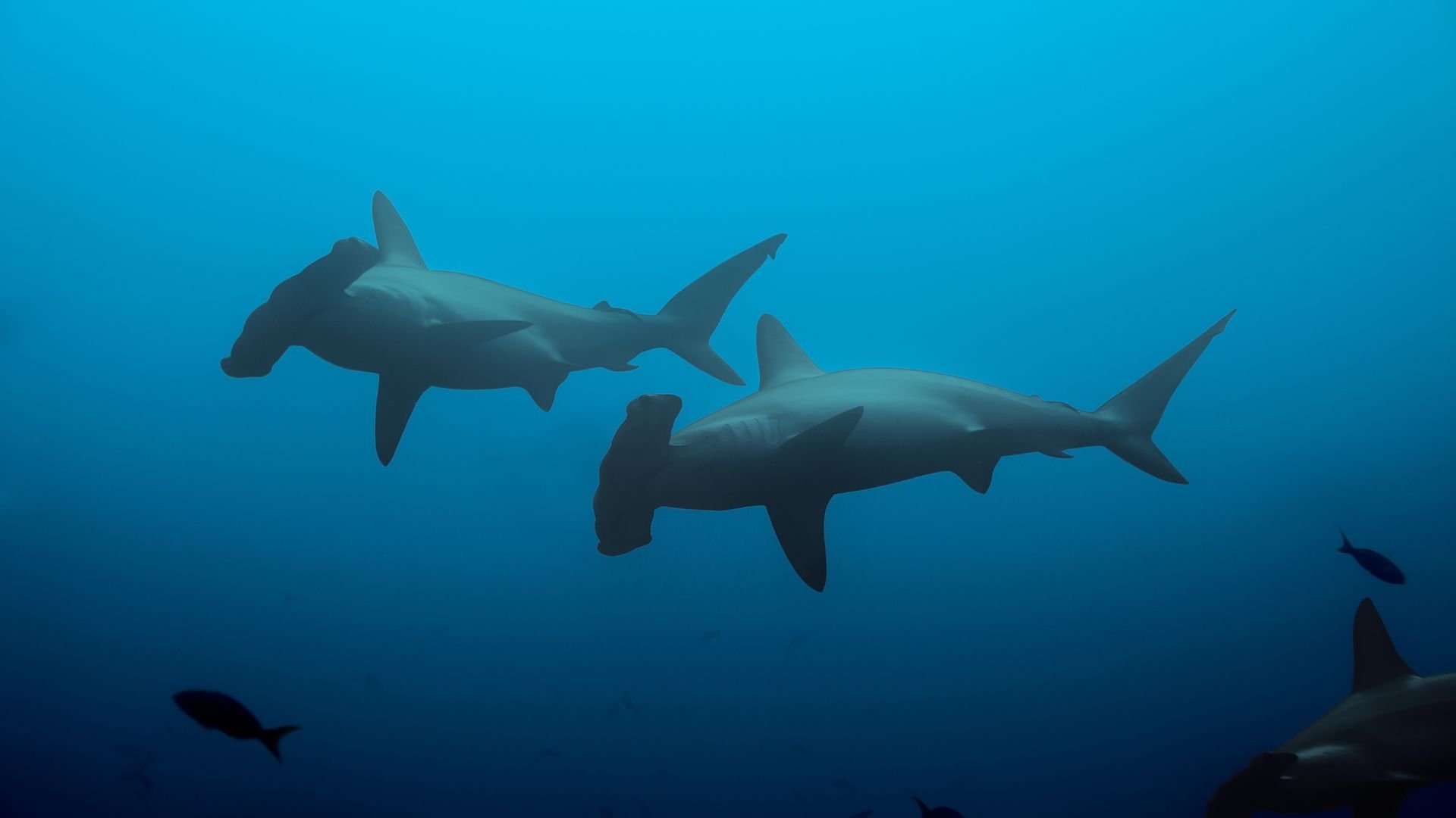 Tiburón martillo común