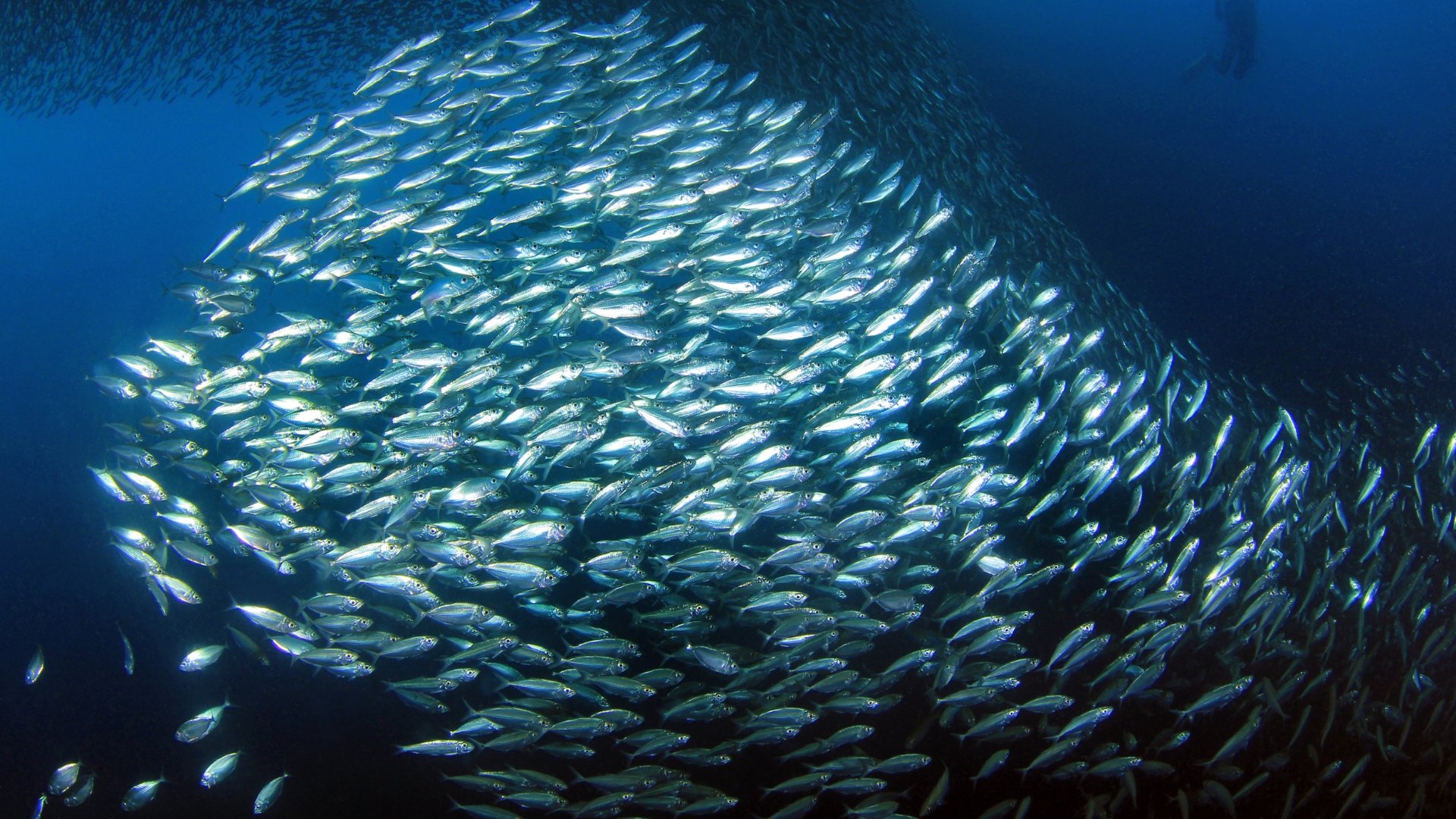 Sardine bait ball