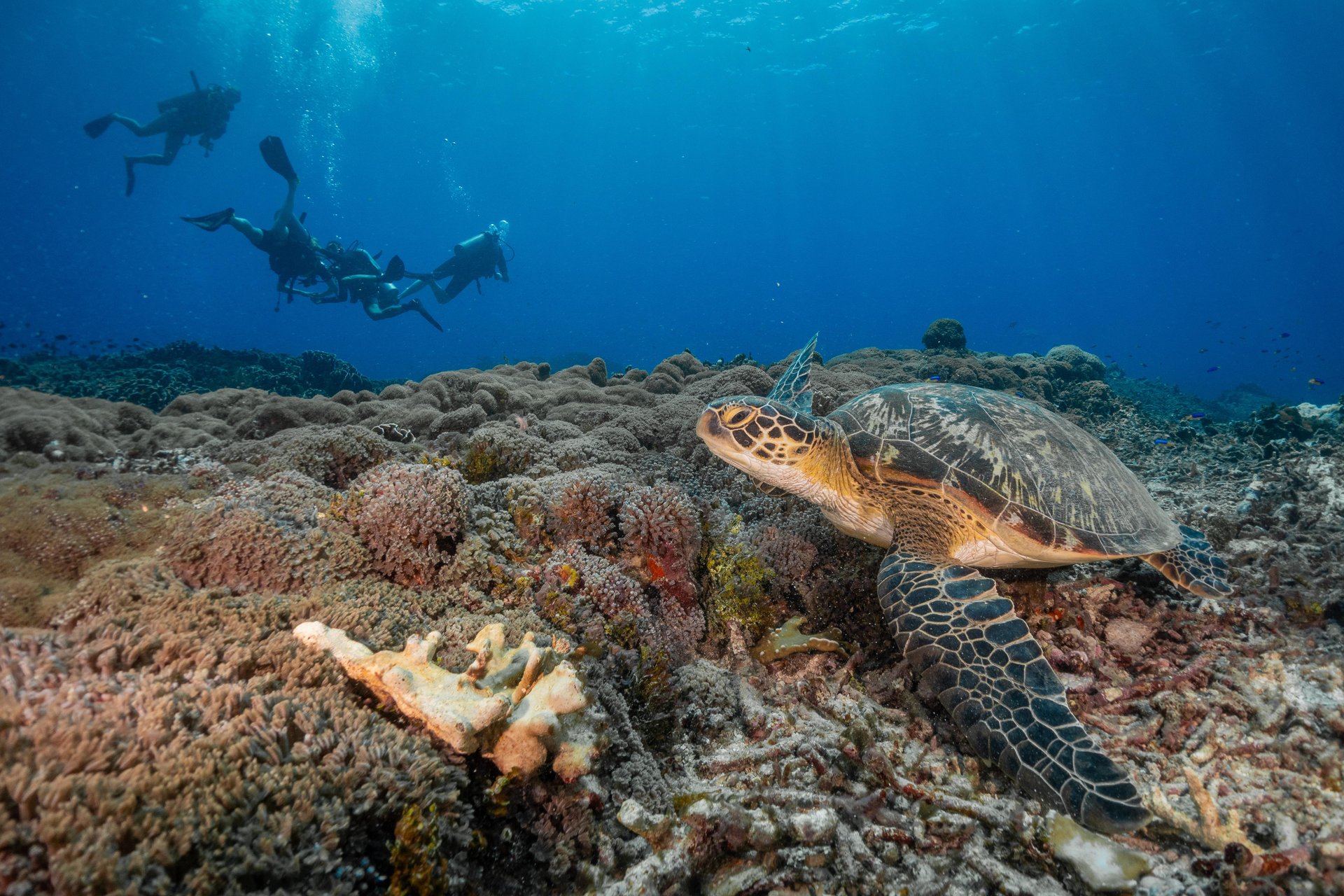 some-clicks-from-my-scuba-diving-in-gili-islands-bali-v0-69tumg6gia6f1.jpg