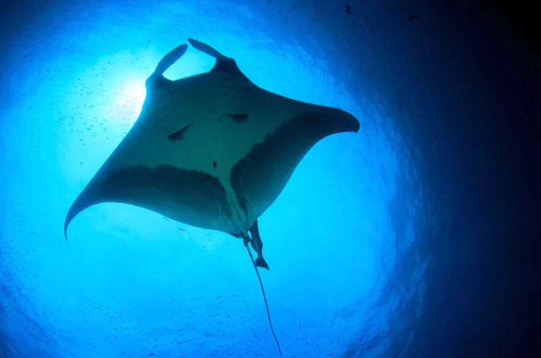 Komodo Manta.png