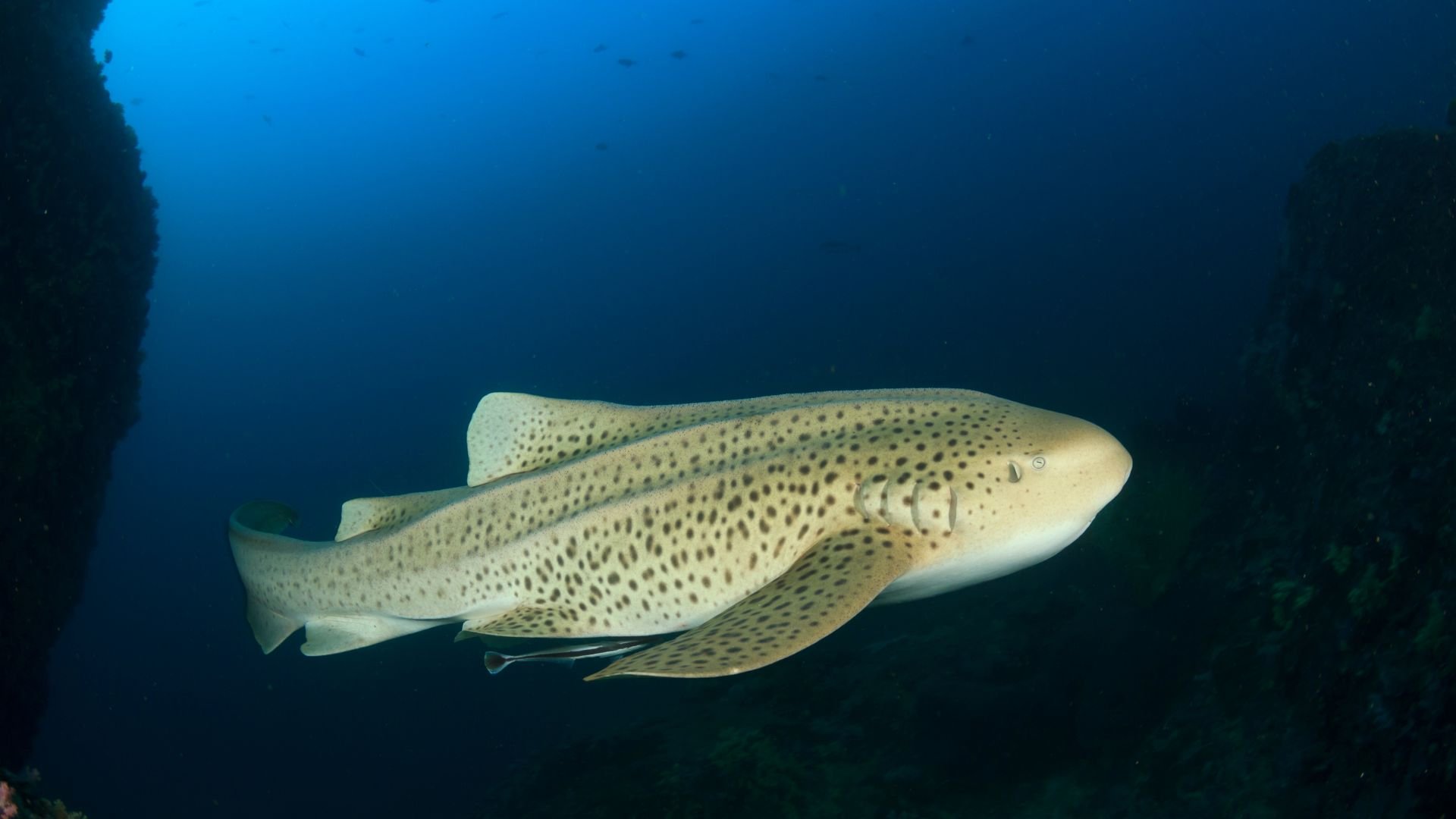 Tiburón Leopardo