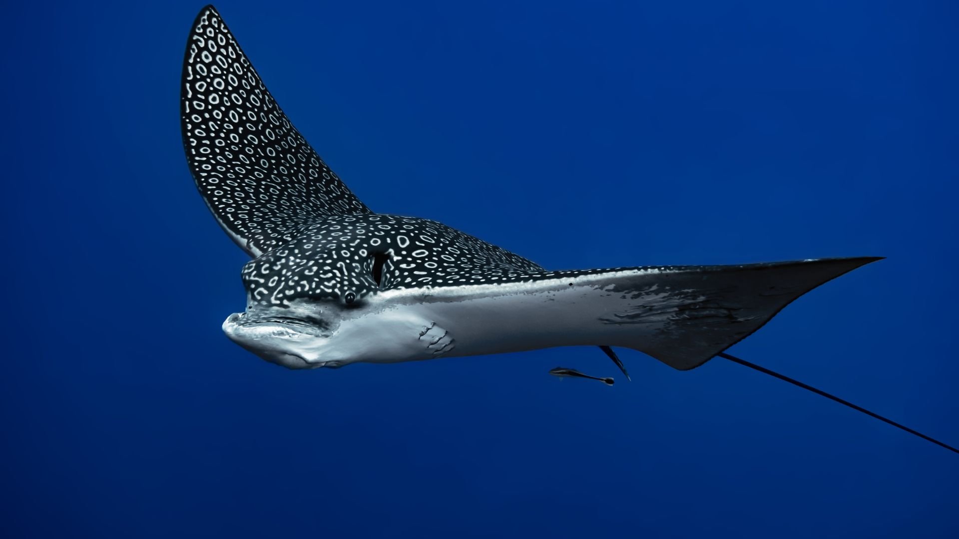 Águila Raya