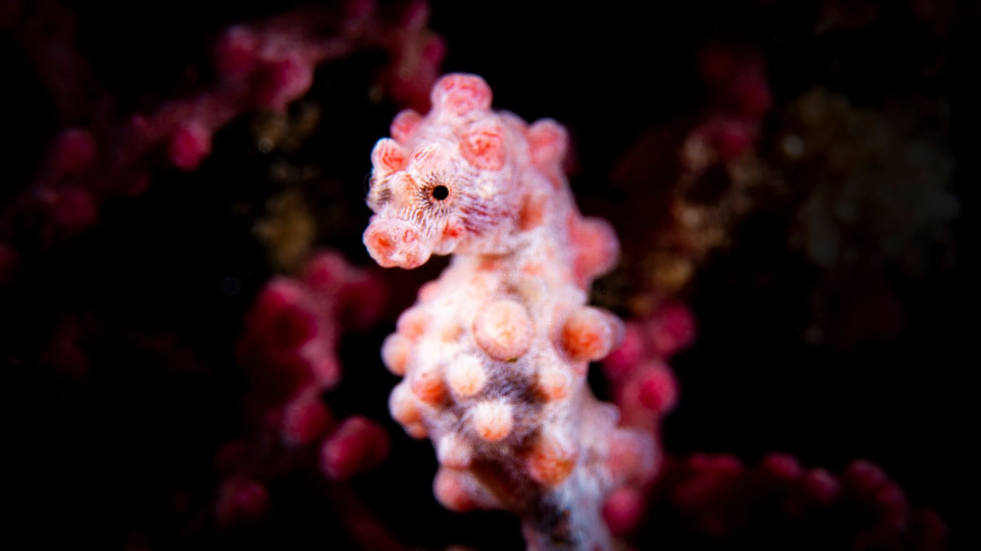 Caballito de mar pigmeo