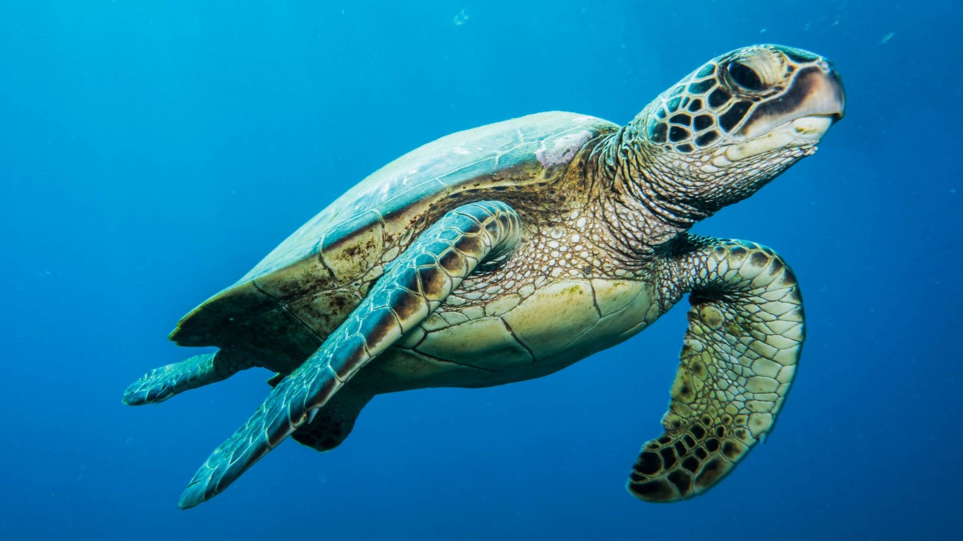 Tortuga Verde
