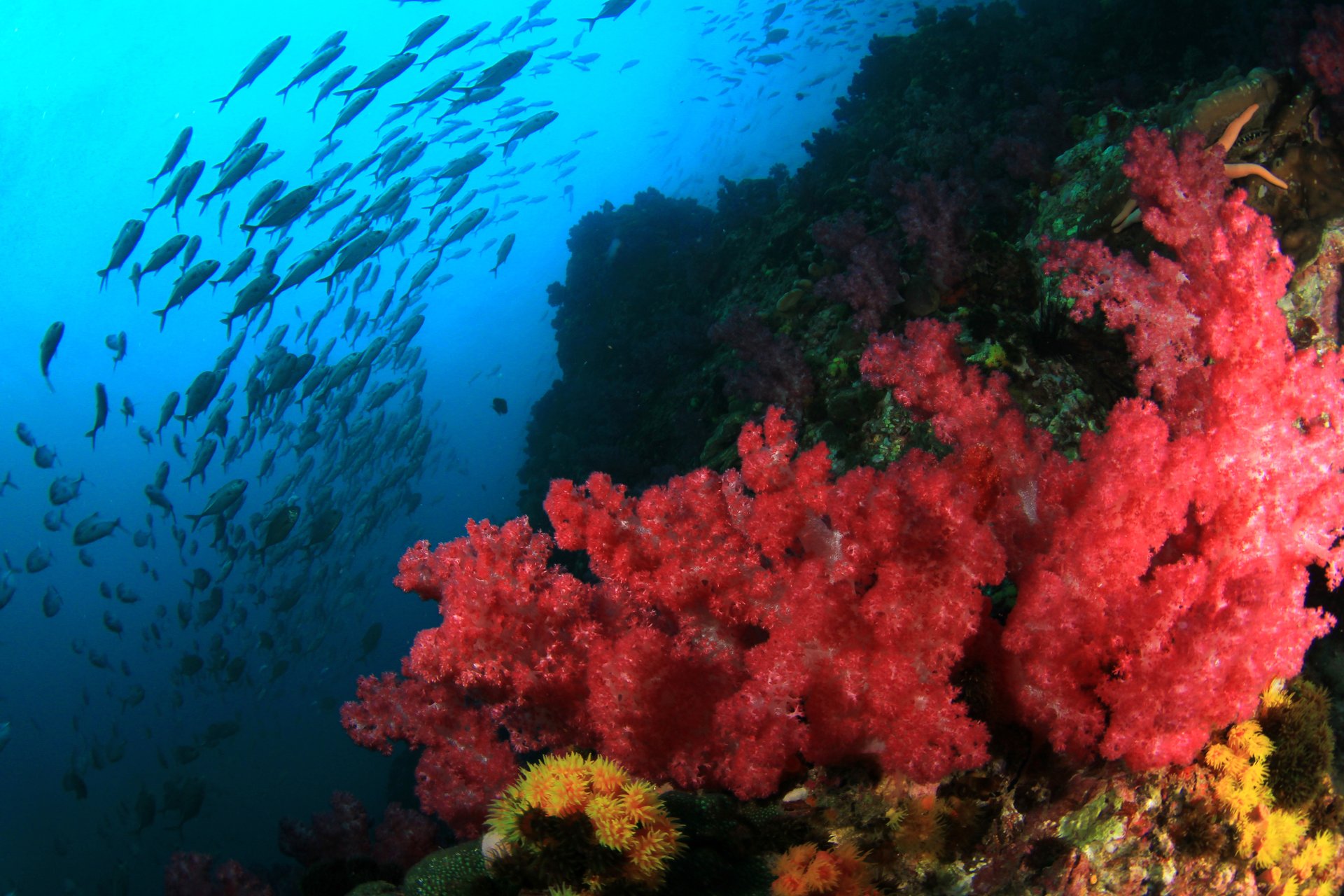 school-of-fish-amongst-colorful-coral-reef-2026-03-26-00-07-31-utc.jpg