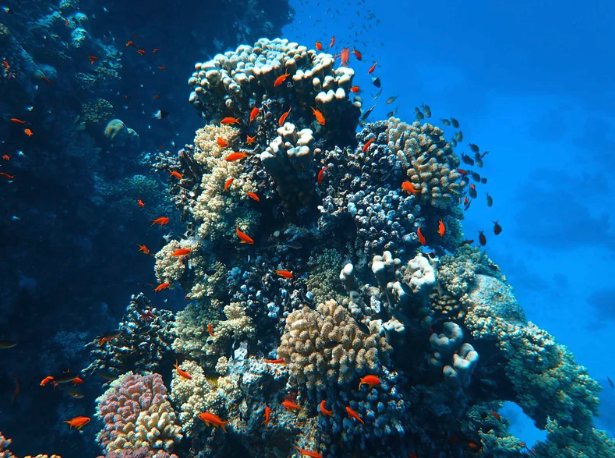 Komodo Coral.png