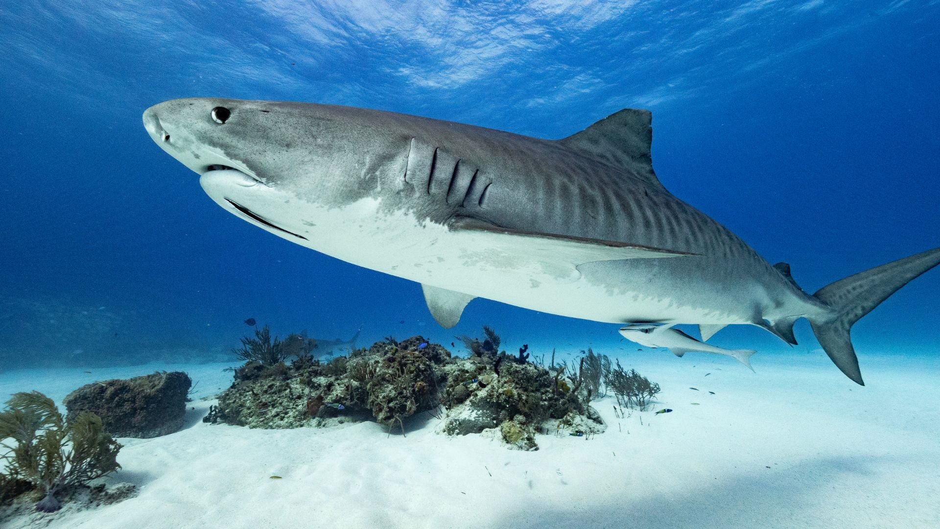 Tiburón Tigre