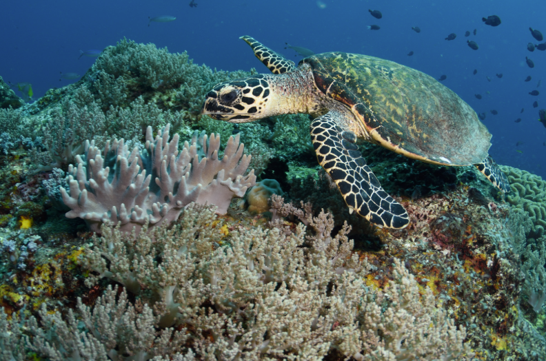Raja Ampat tortuga.png