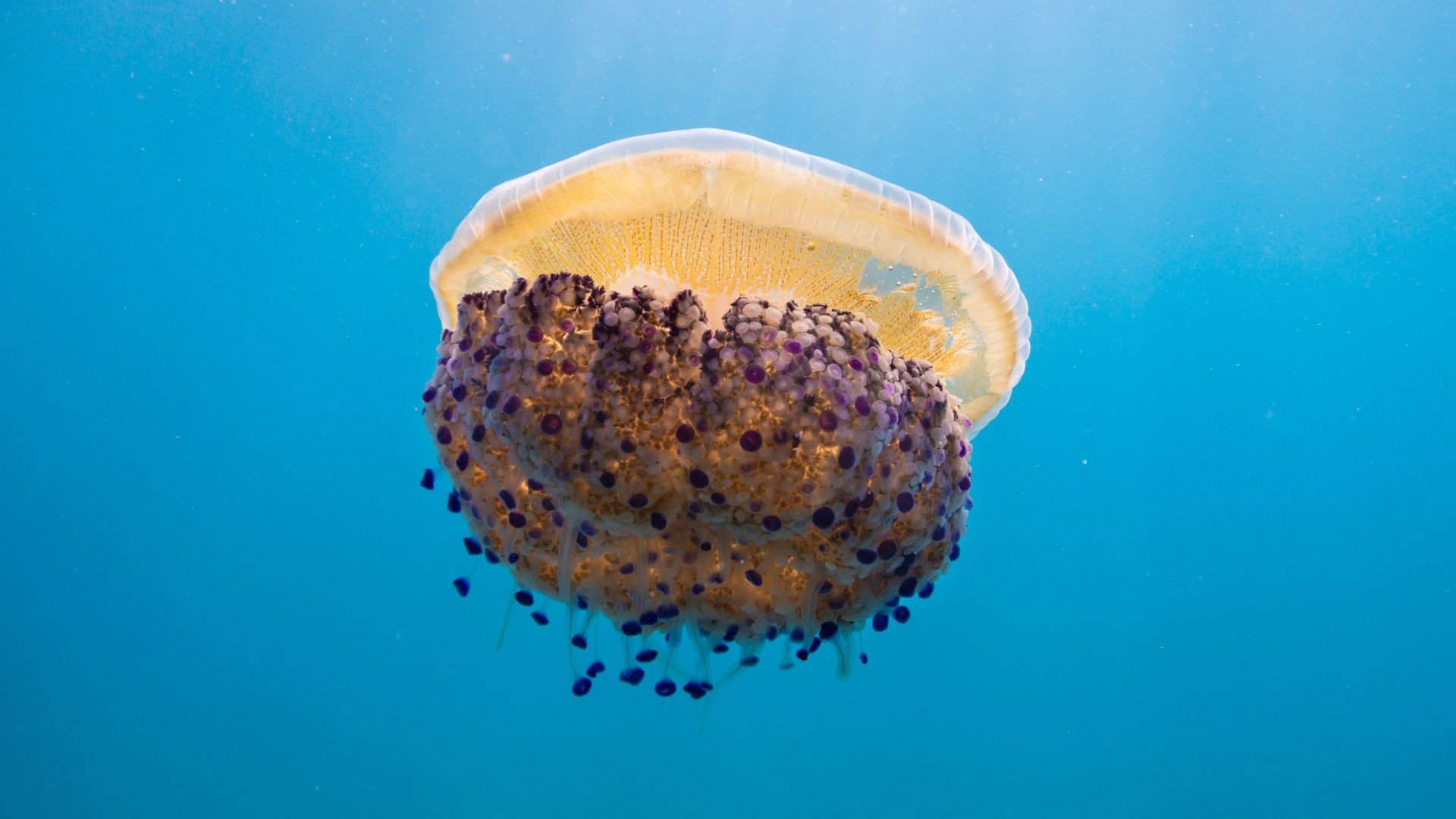 Medusas
