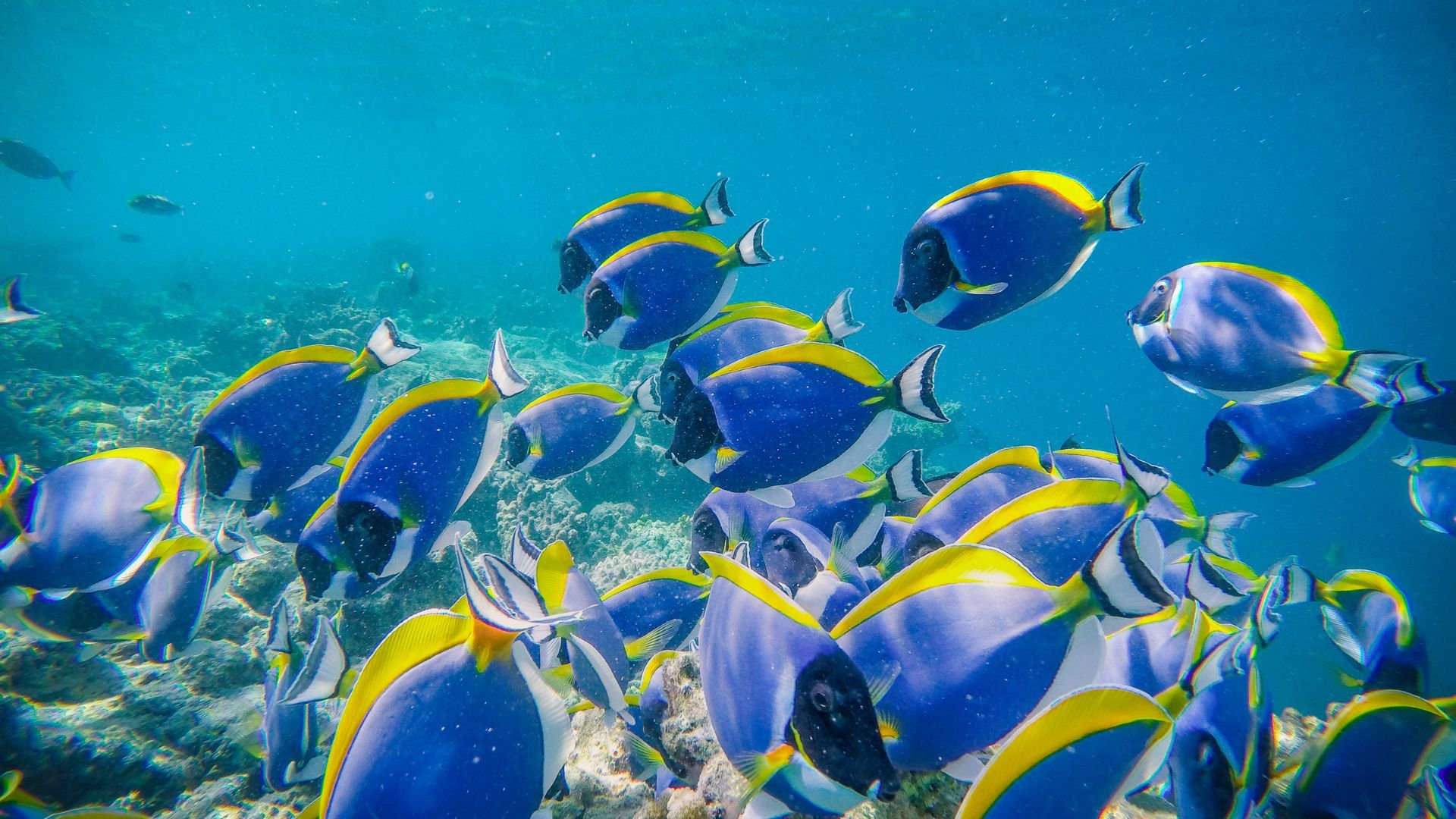 Pez Cirujano Azul