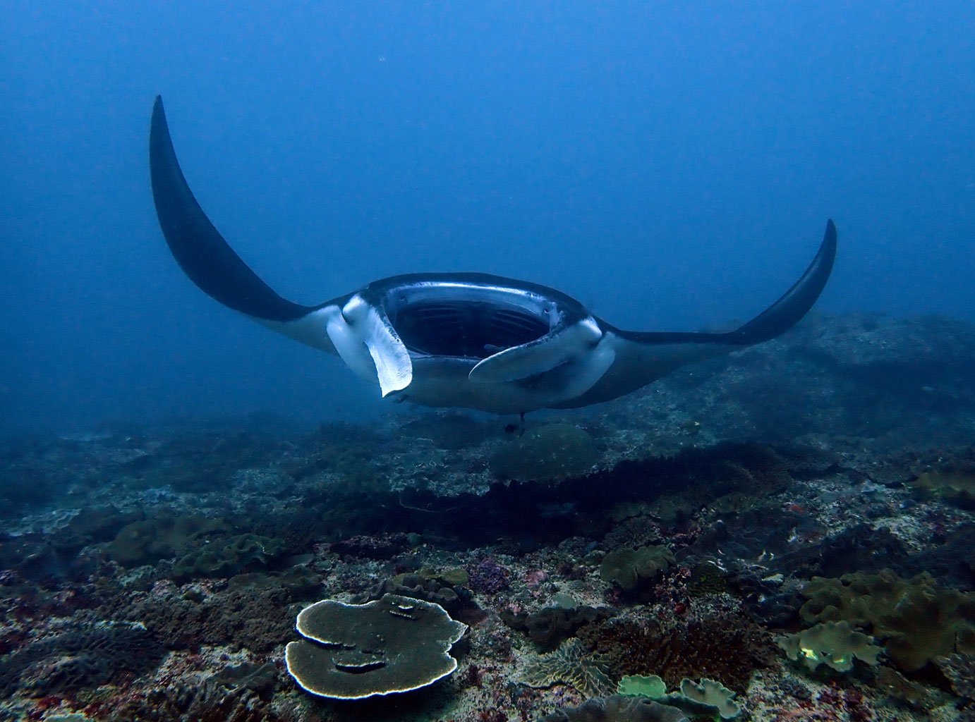manta-raya-con-la-boca-y-las-branquias-abiertas-en-la-estaciC3B3n-de-limpieza-manta-point-en-nusa-penida-bali.jpg