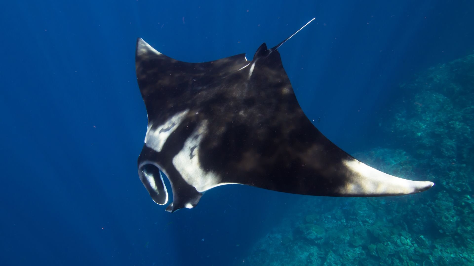 Manta Raya Arrecife