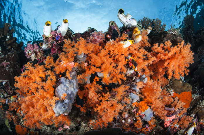 Raja Laut - Ruta Komodo - Imagen 1