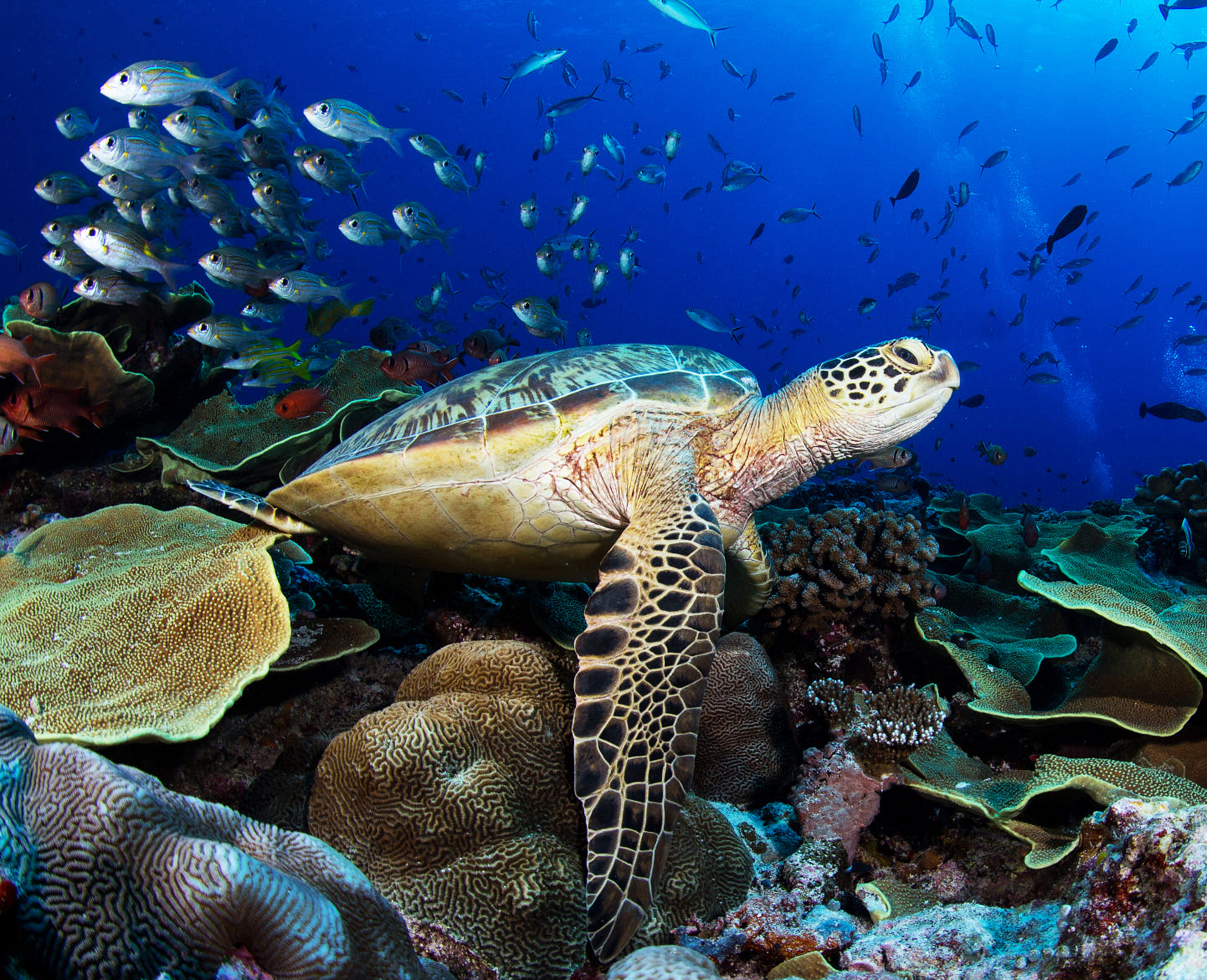 sea turtle swimming with school of fish 2026 03 19 01 53 11 utc
